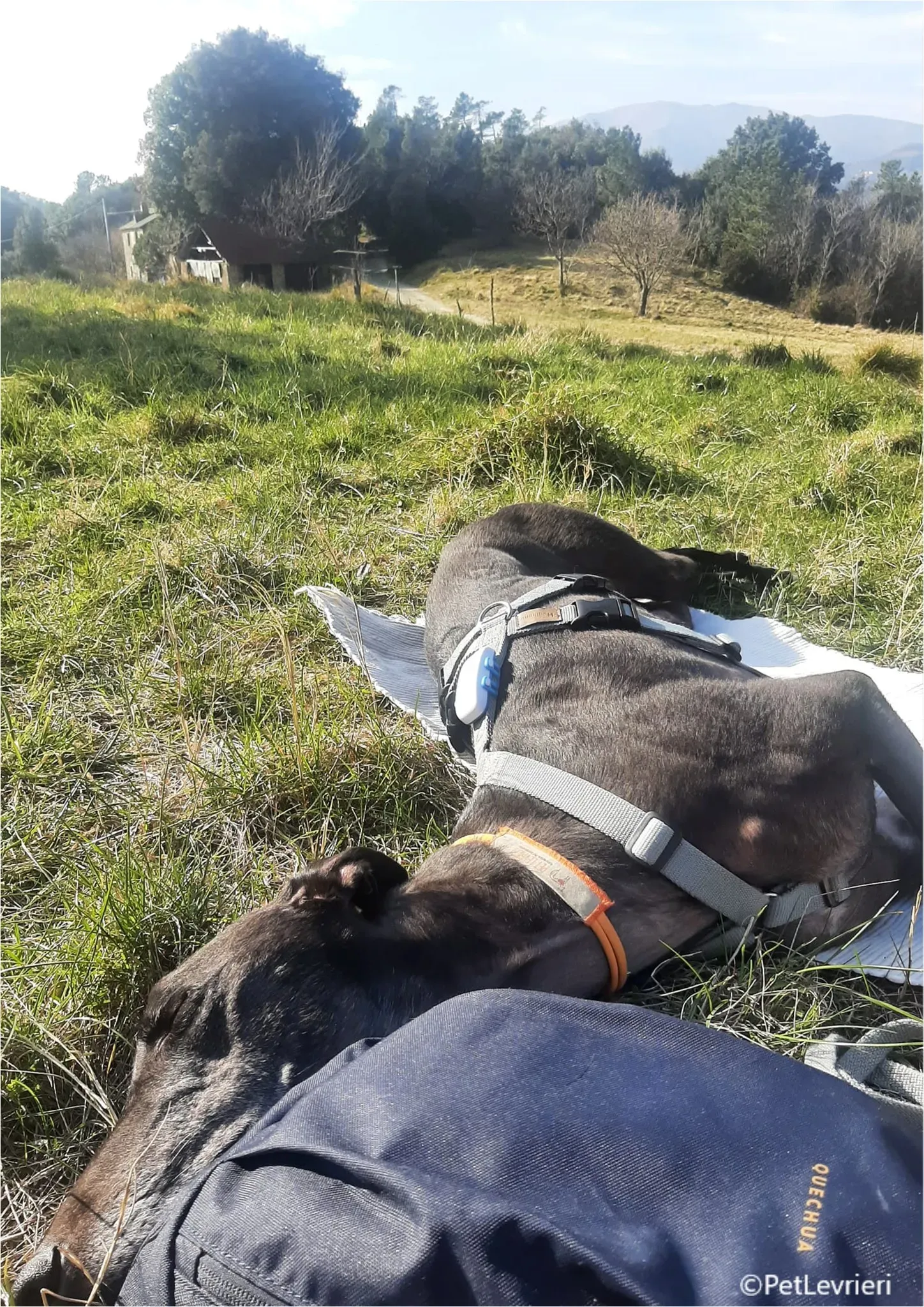 neil greyhound pet levrieri felici casa6