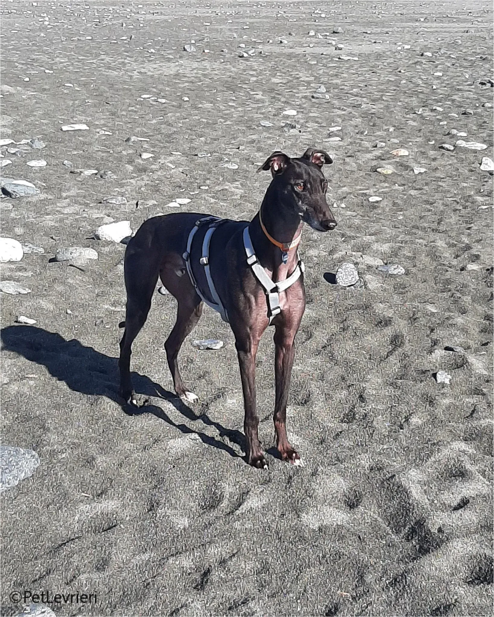 neil greyhound pet levrieri felici casa7 1