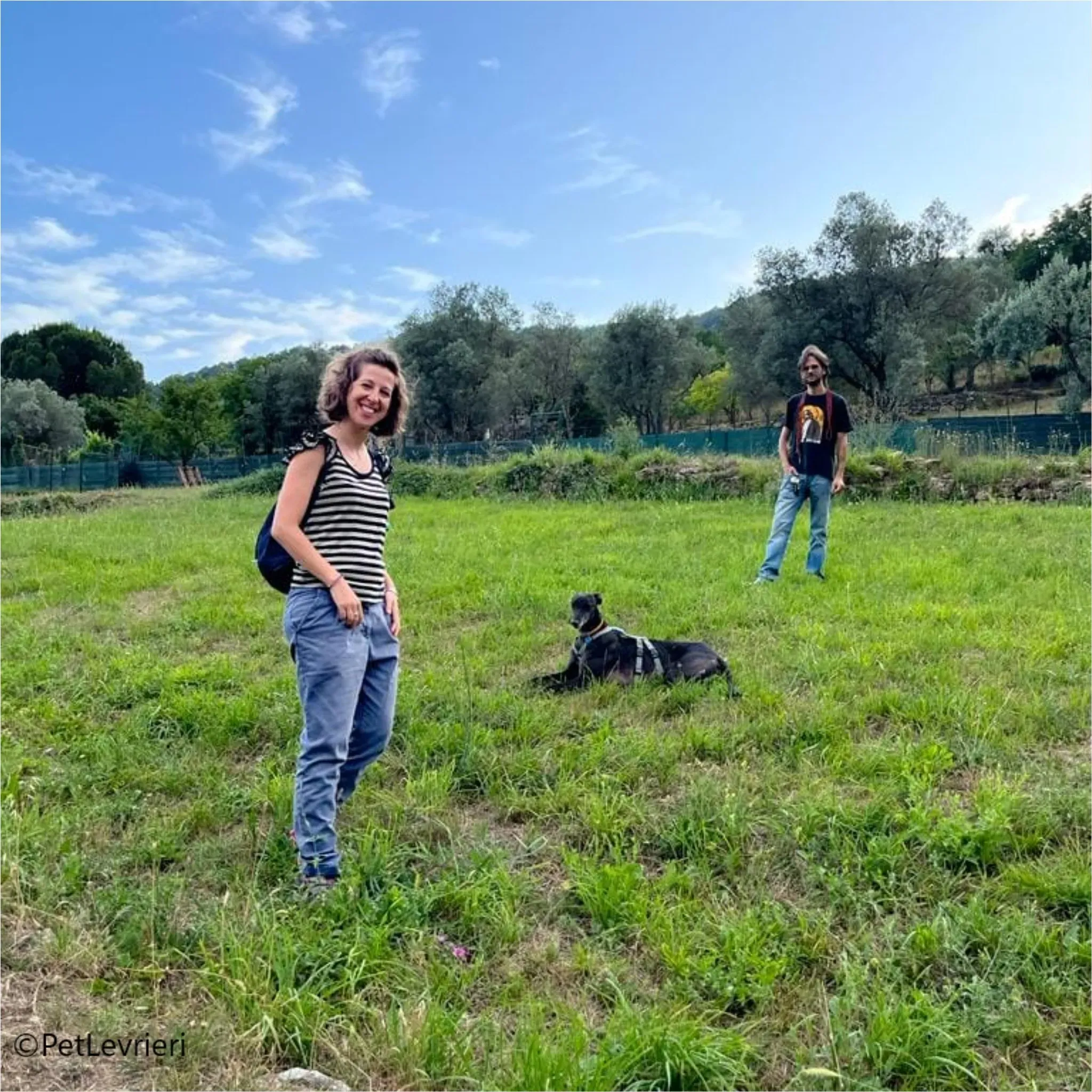 neil greyhound pet levrieri felici casa8