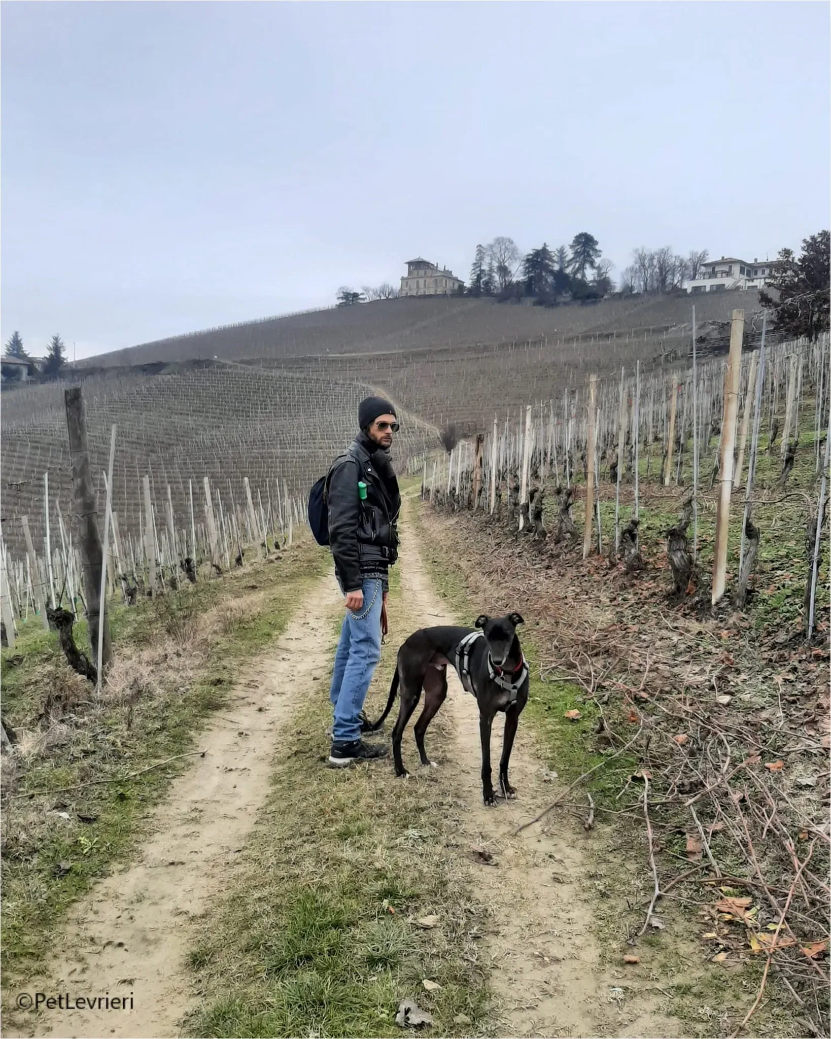 neil greyhound pet levrieri felici casa9