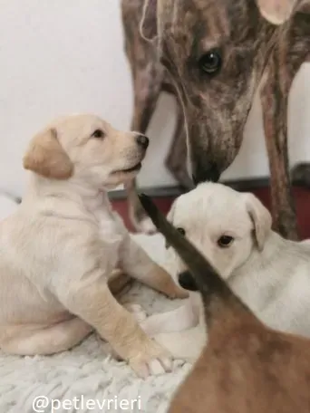 neil ryan cilla lurcher adozione