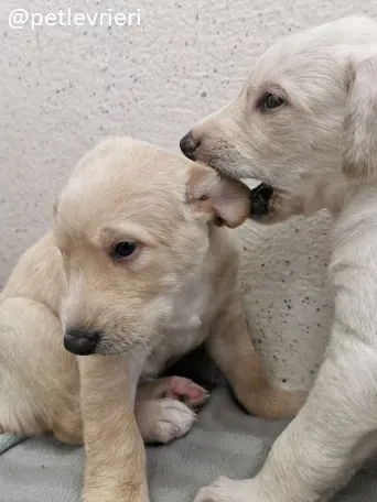 neil ryan lurcher adozione 10