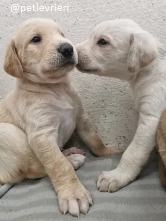 neil ryan lurcher adozione 11