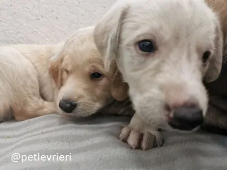 neil ryan lurcher adozione 12