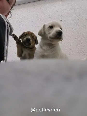 neil ryan lurcher adozione 14