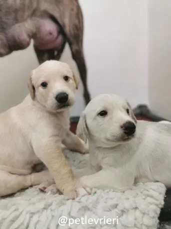 neil ryan lurcher adozione 4