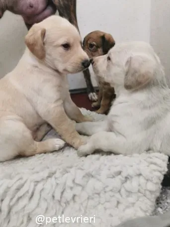 neil ryan lurcher adozione 6