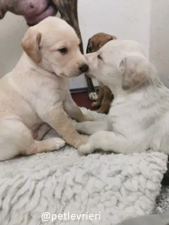 neil ryan lurcher adozione 7