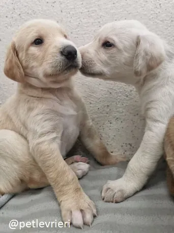 neil ryan lurcher adozione 8