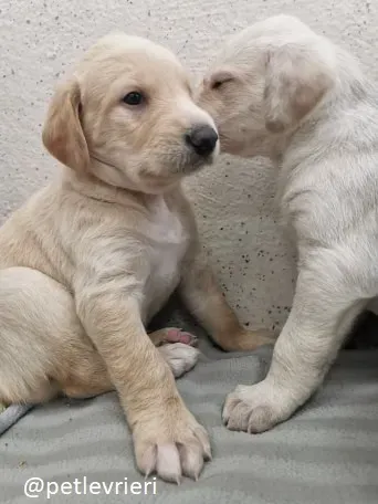 neil ryan lurcher adozione 9