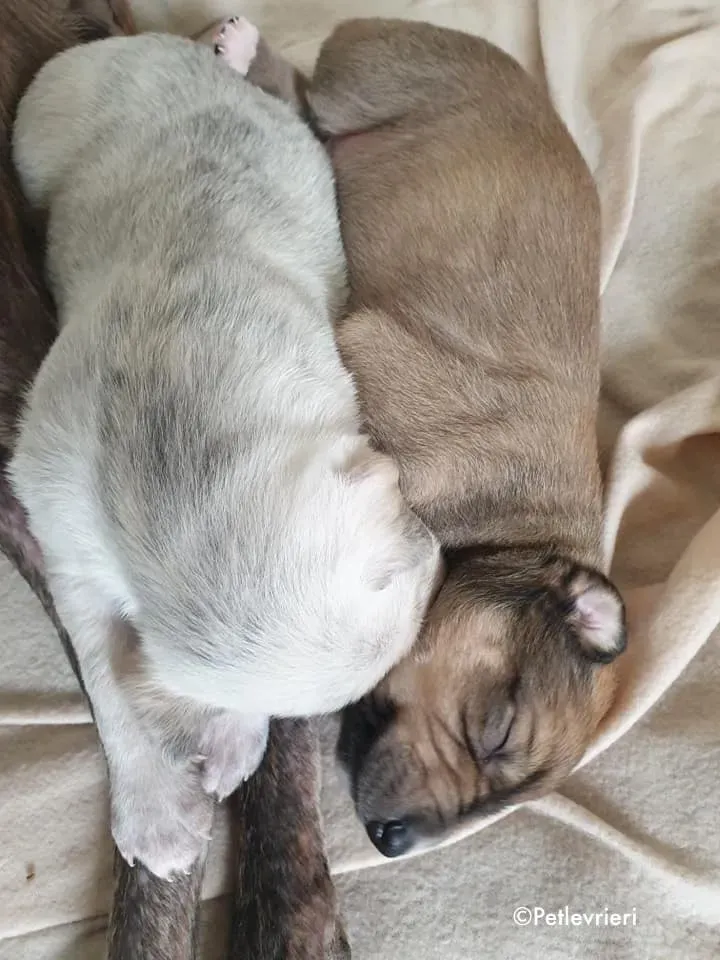 neill adozione levrieri greyhound 5