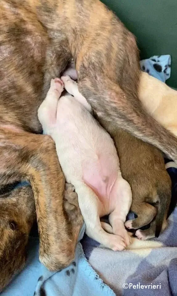 neill adozione levrieri greyhound