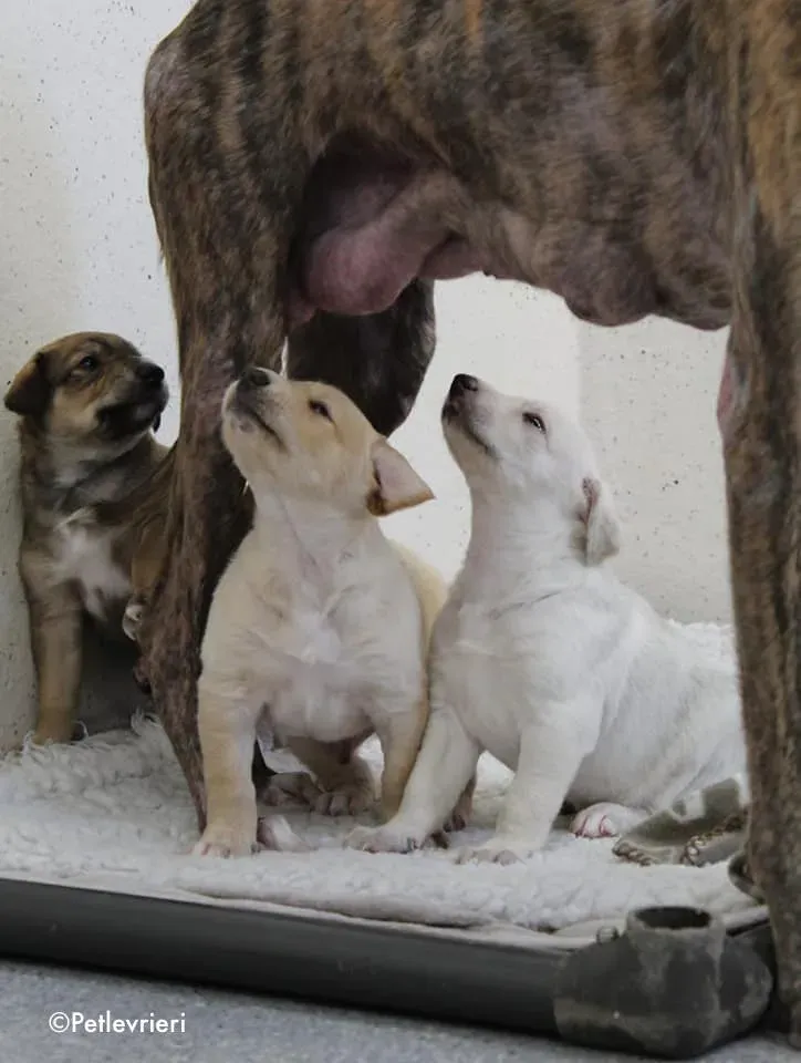 neill adozione levrieri lurcher 5