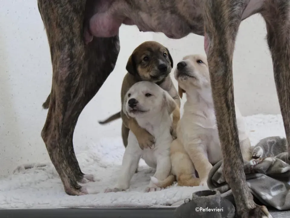 neill adozione levrieri lurcher 6