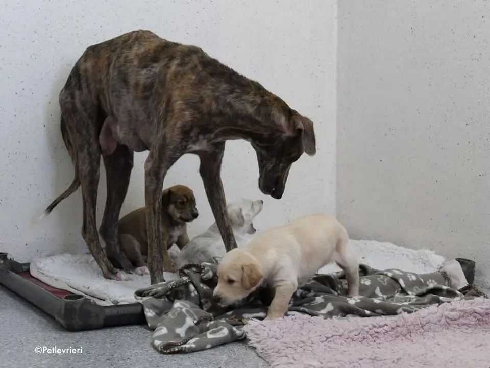 neill adozione levrieri lurcher 7