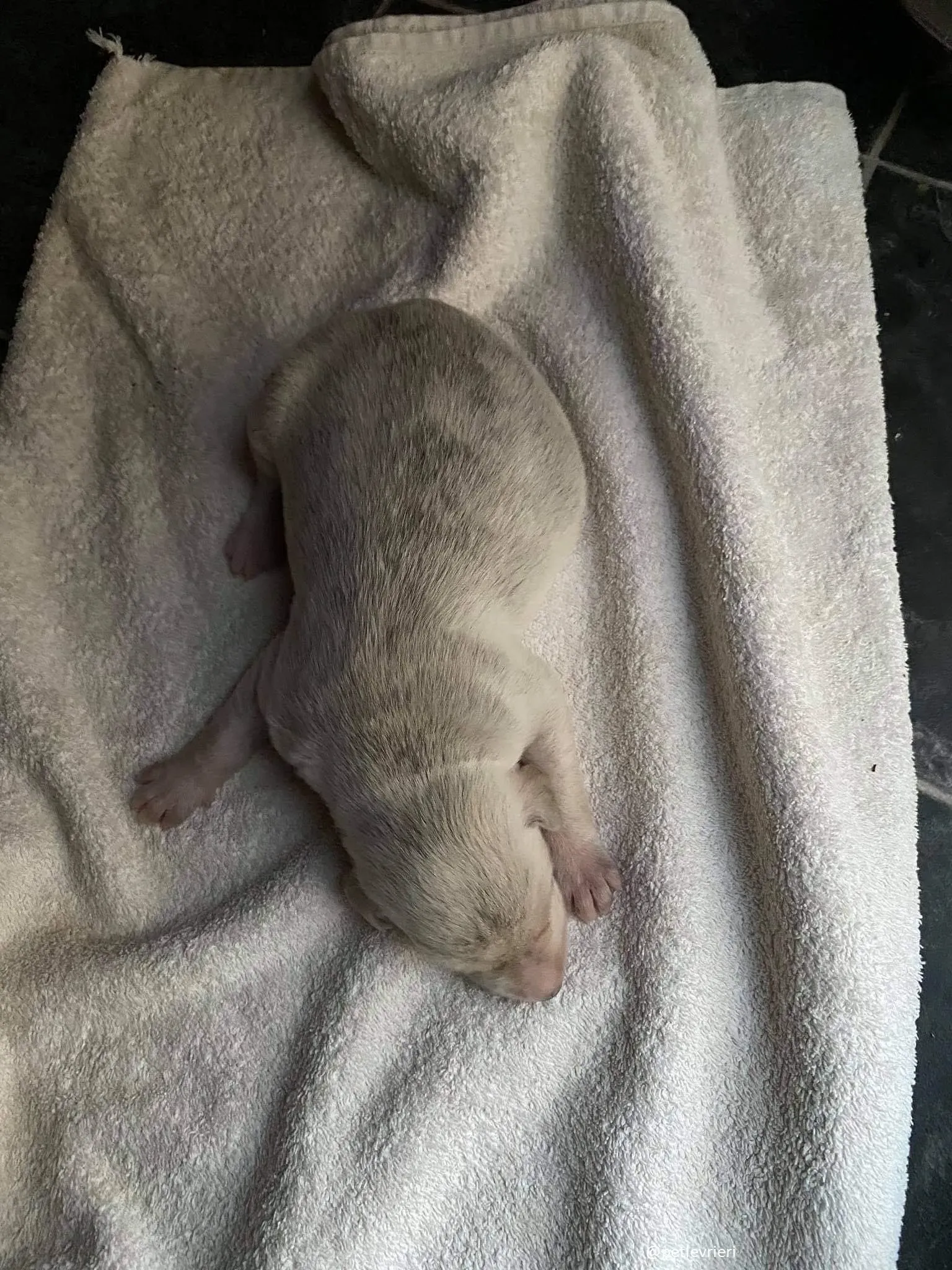 neill adozione lurcher 1