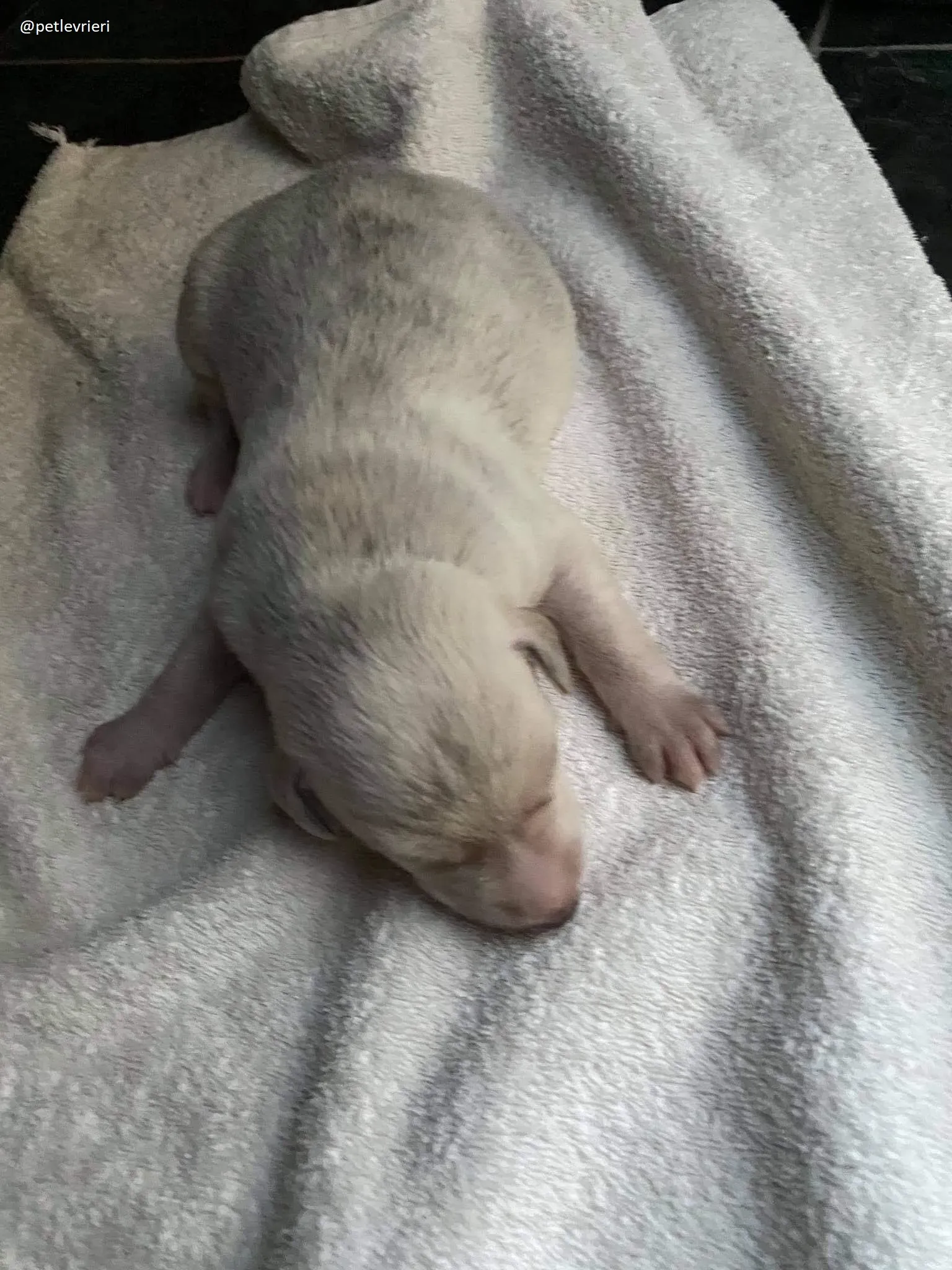 neill adozione lurcher 4