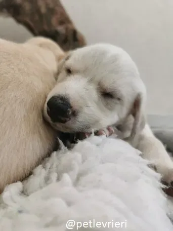 neill lurcher adozione 1