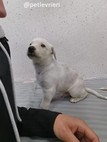 neill lurcher adozione 10