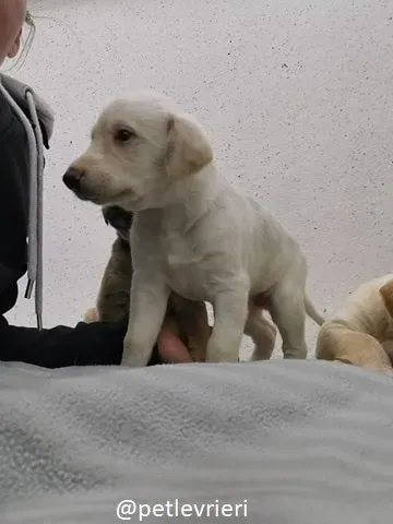 neill lurcher adozione 14