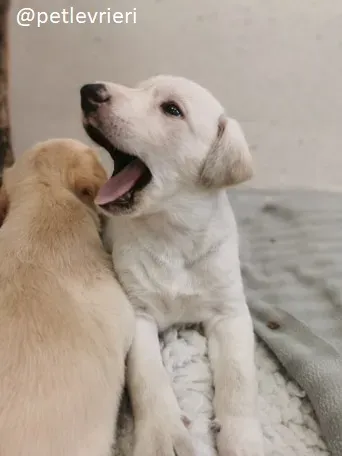 neill lurcher adozione 2
