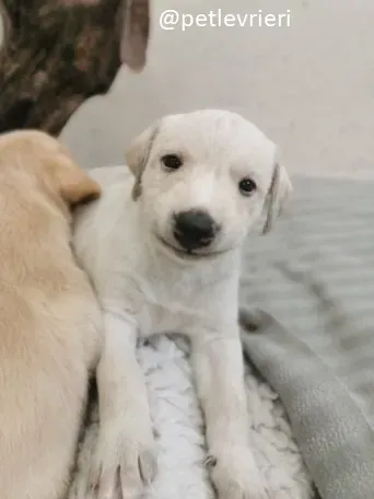 neill lurcher adozione 3