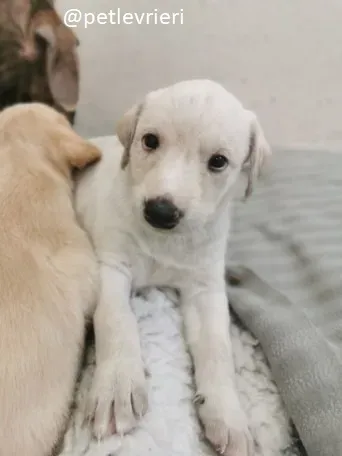 neill lurcher adozione 4