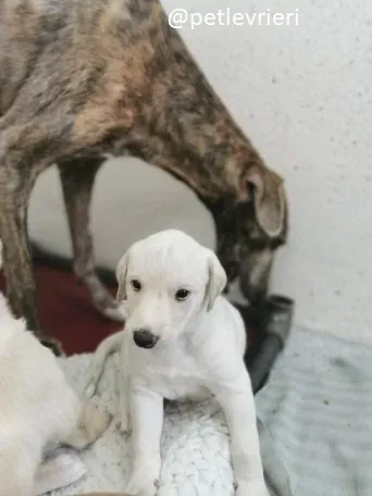 neill lurcher adozione 5