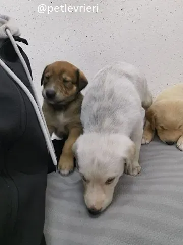 neill lurcher adozione 7