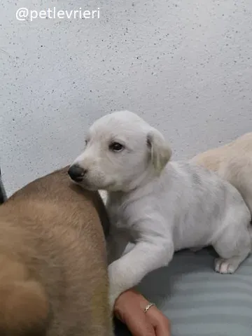 neill lurcher adozione 8