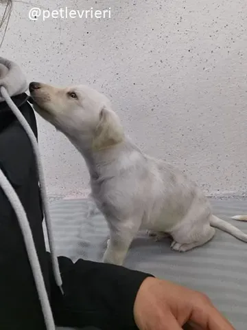 neill lurcher adozione 9