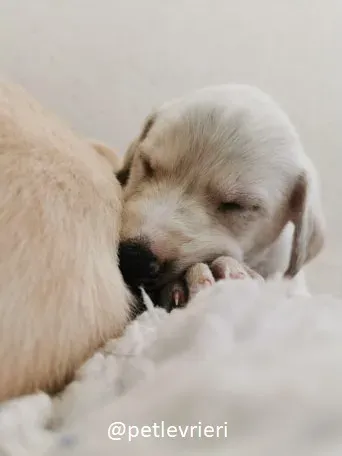 neill lurcher adozione