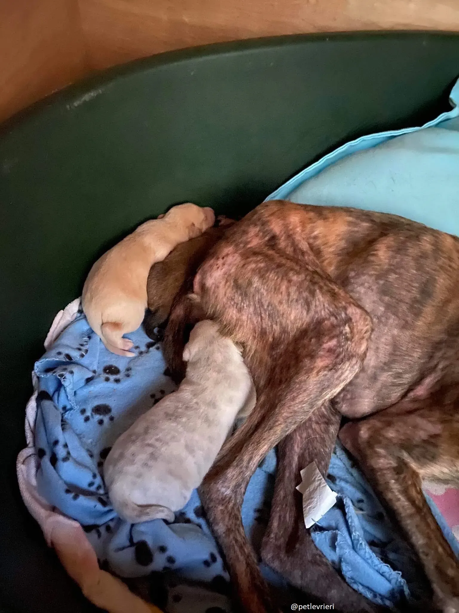 neill ryan adozione lurcher 7 1