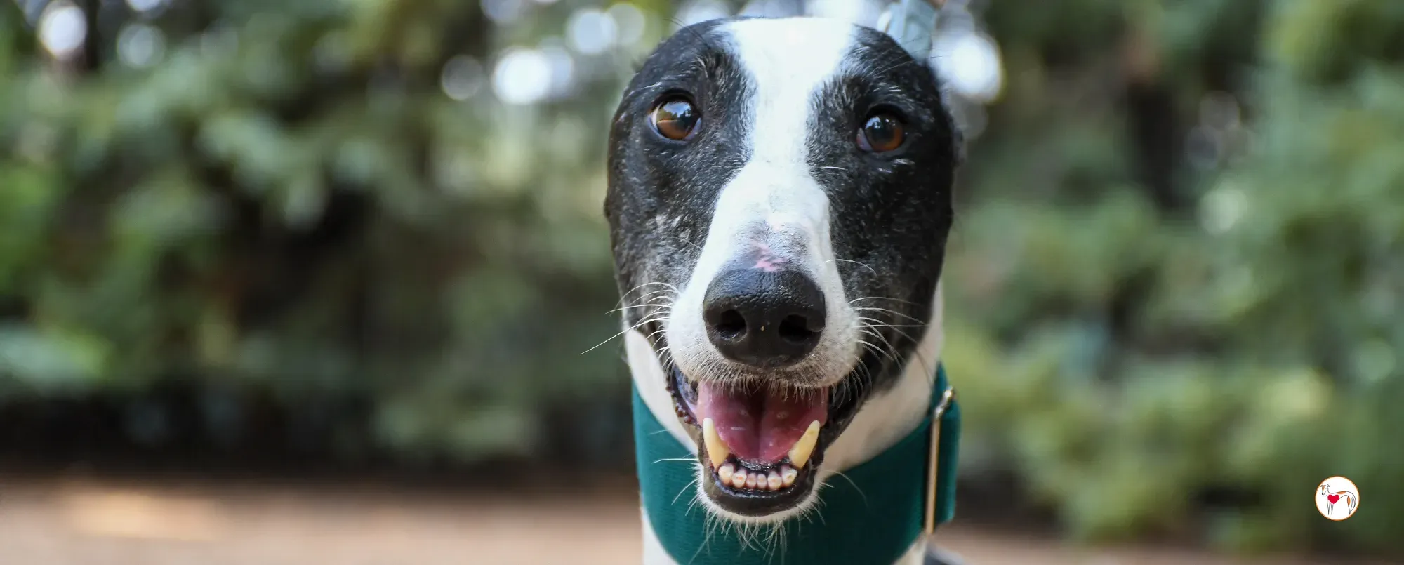 neo galgo adozione 00 copertina a