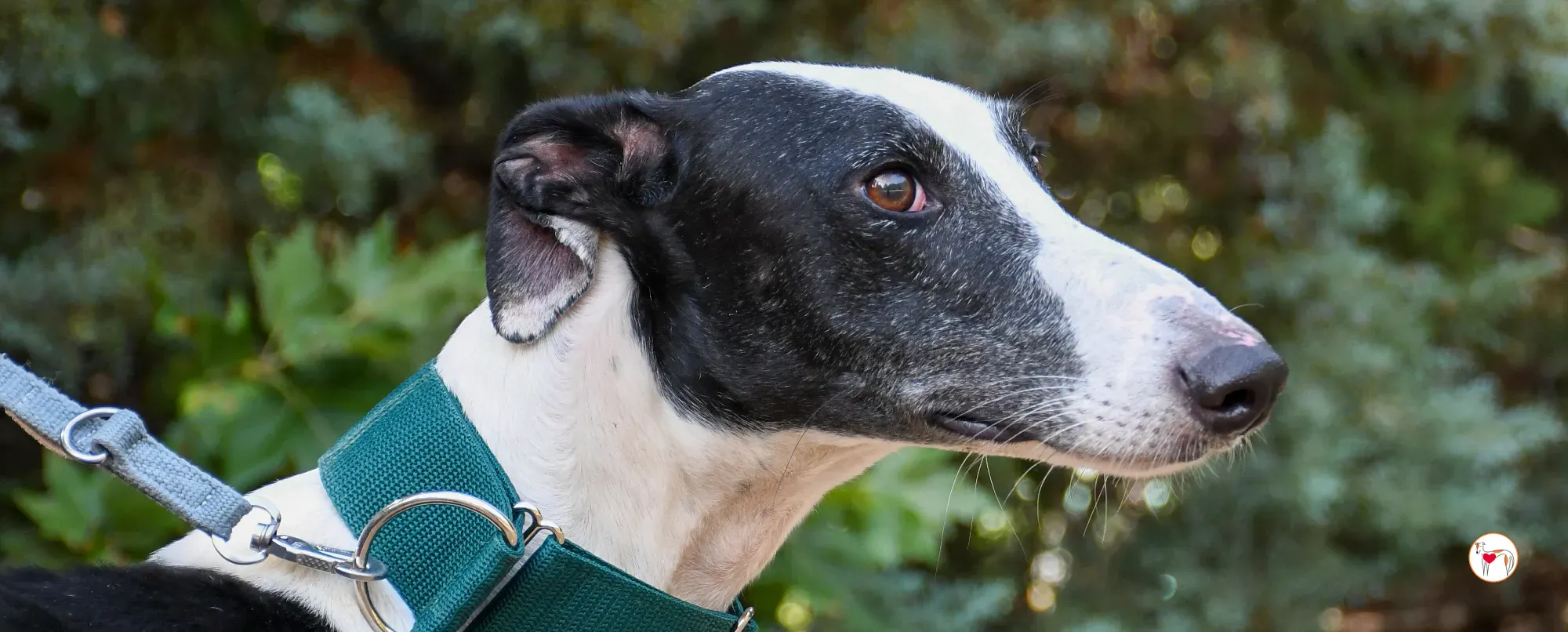 neo galgo adozione 00 copertina b