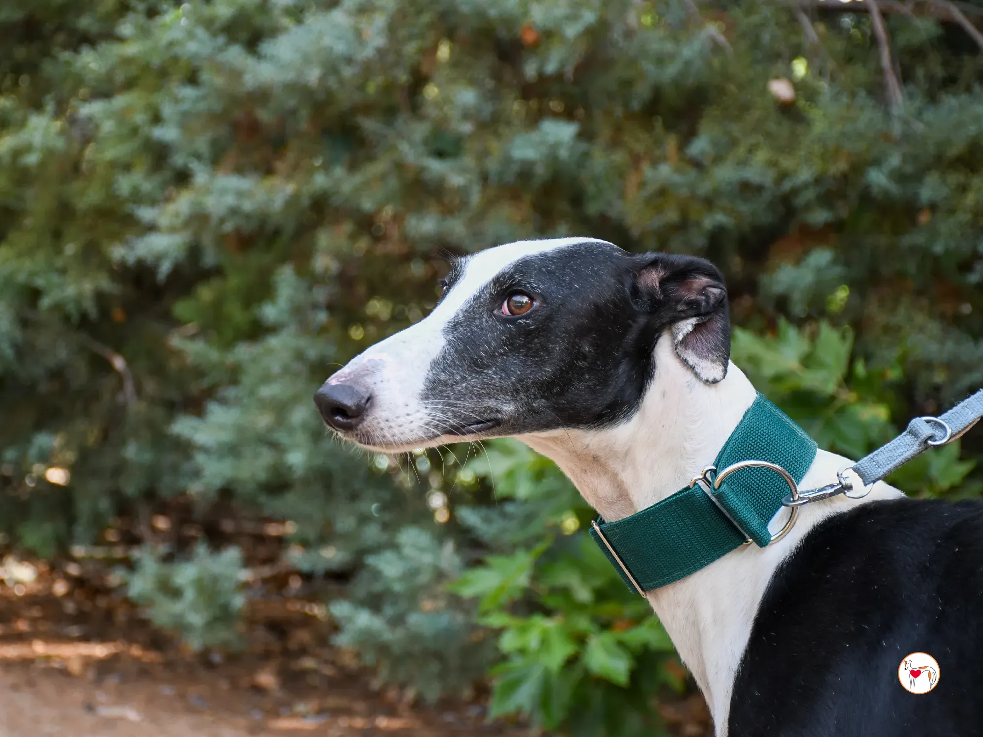 neo galgo adozione 01