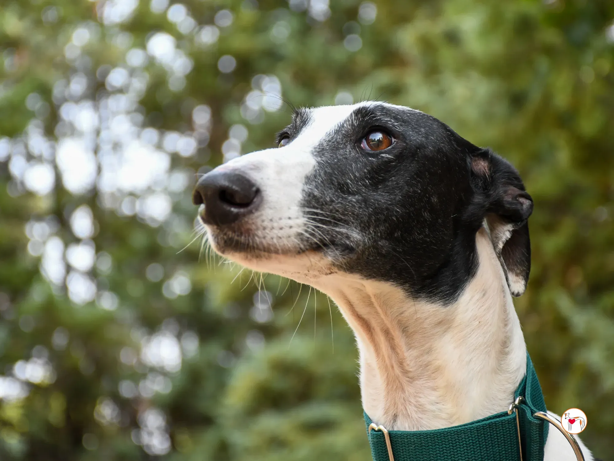 neo galgo adozione 02