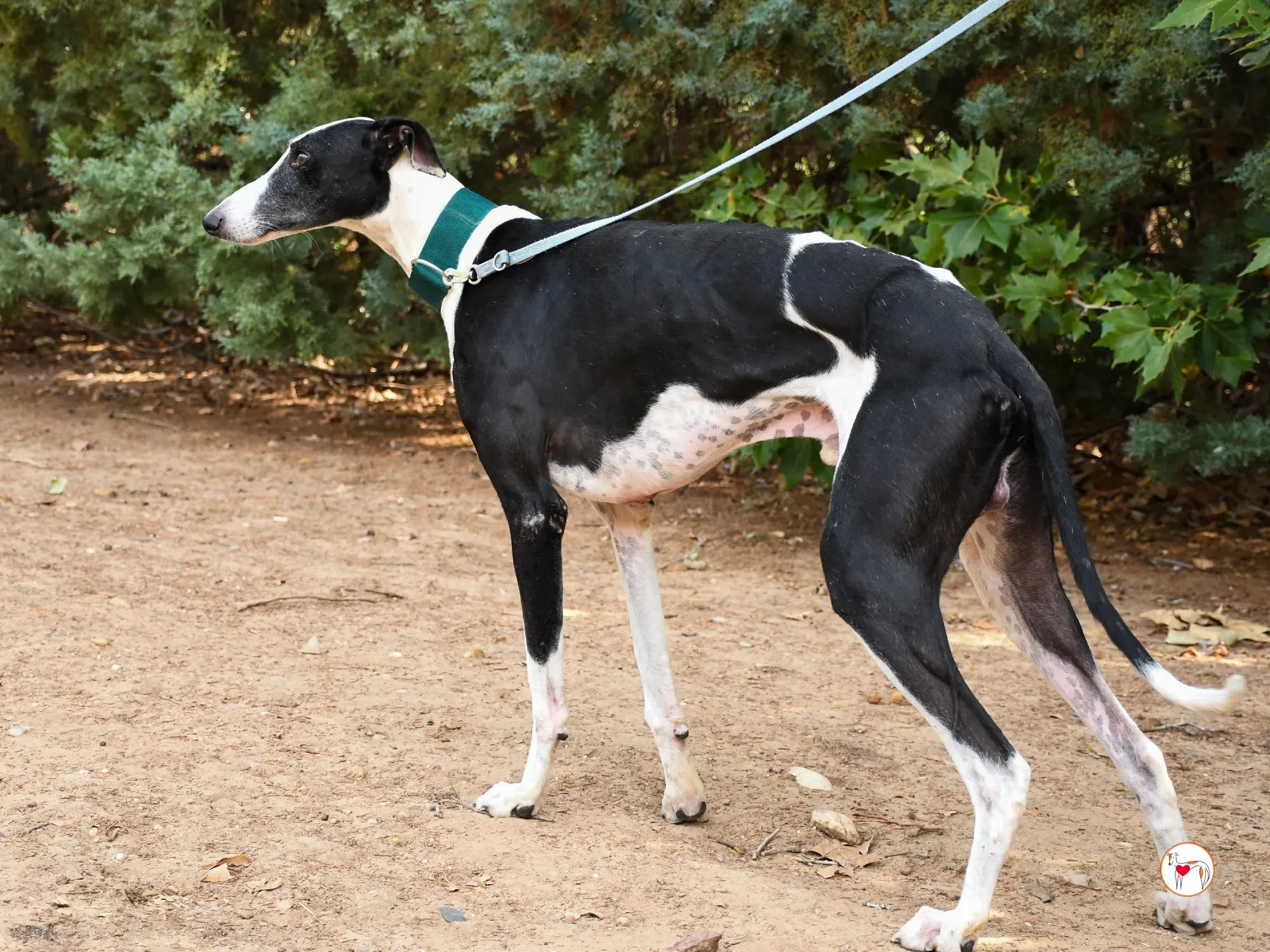 neo galgo adozione 03