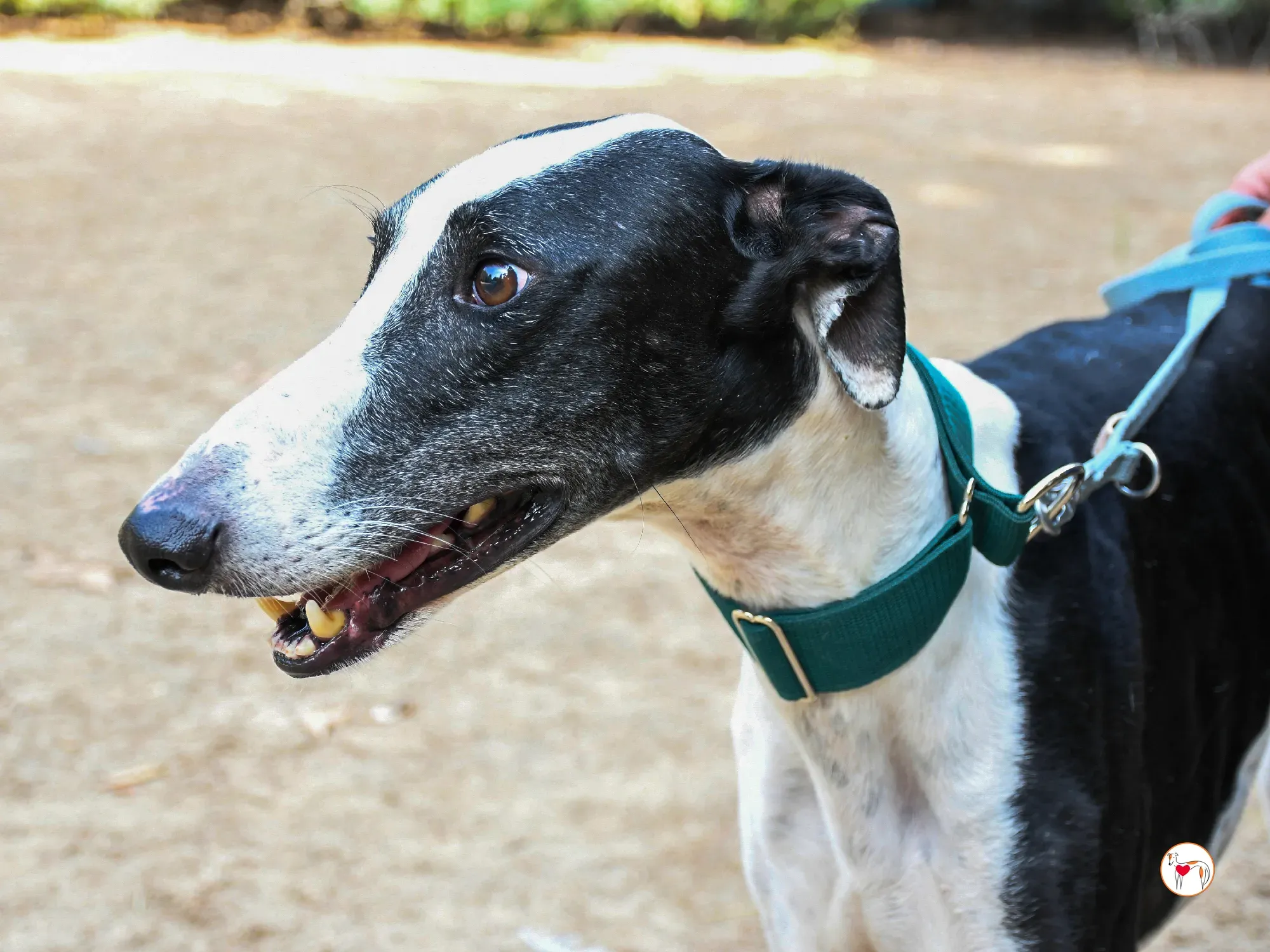 neo galgo adozione 04