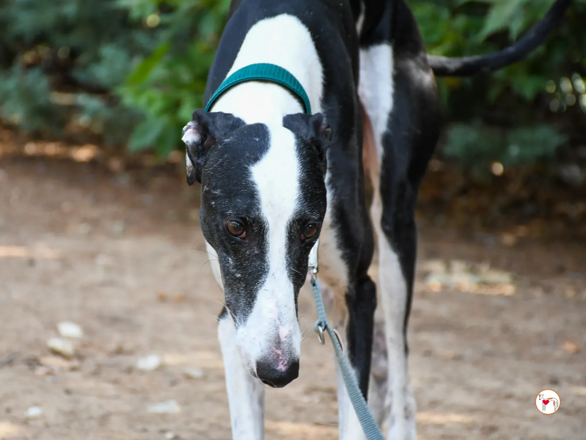 neo galgo adozione 05