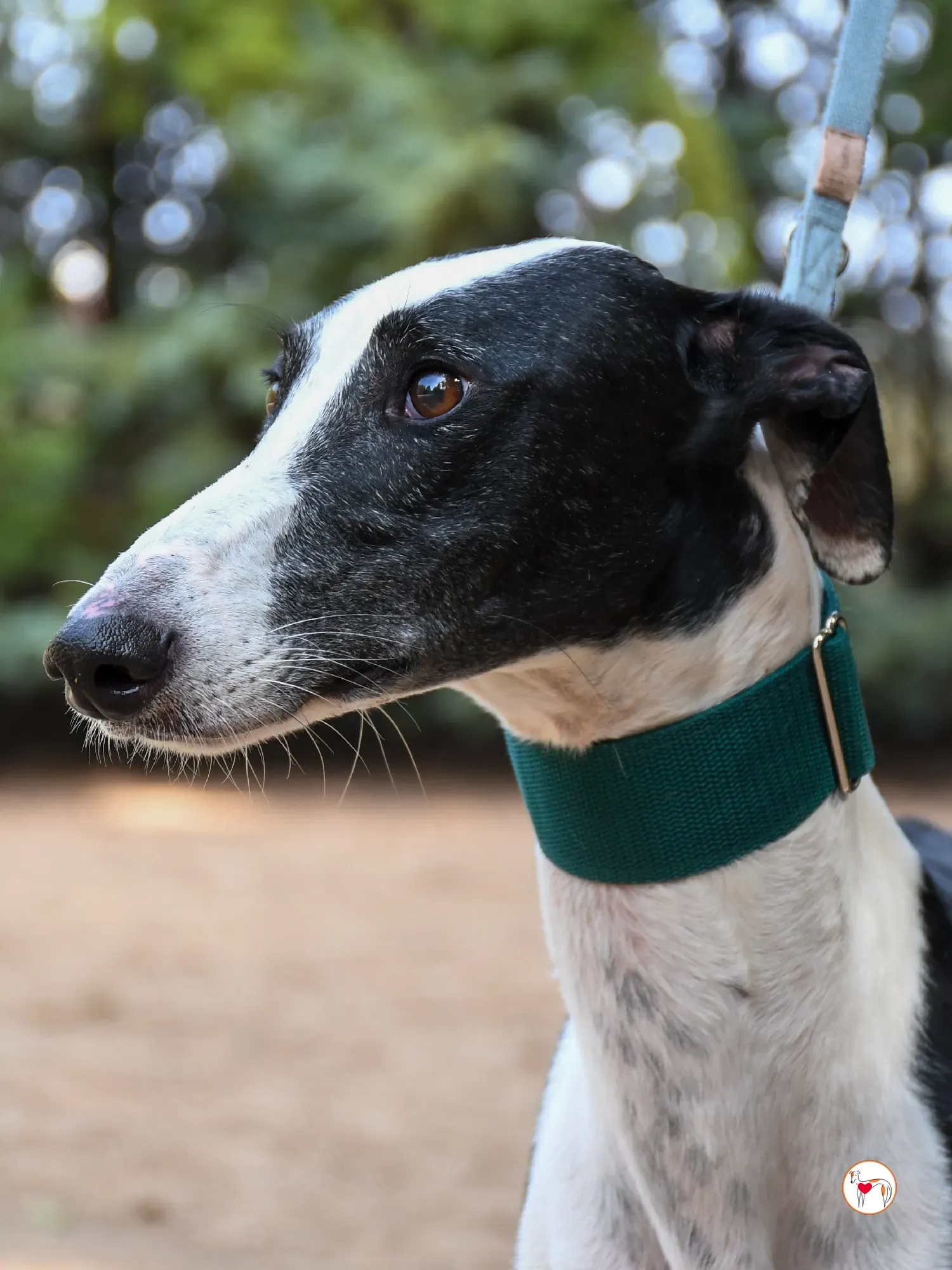 neo galgo adozione 06