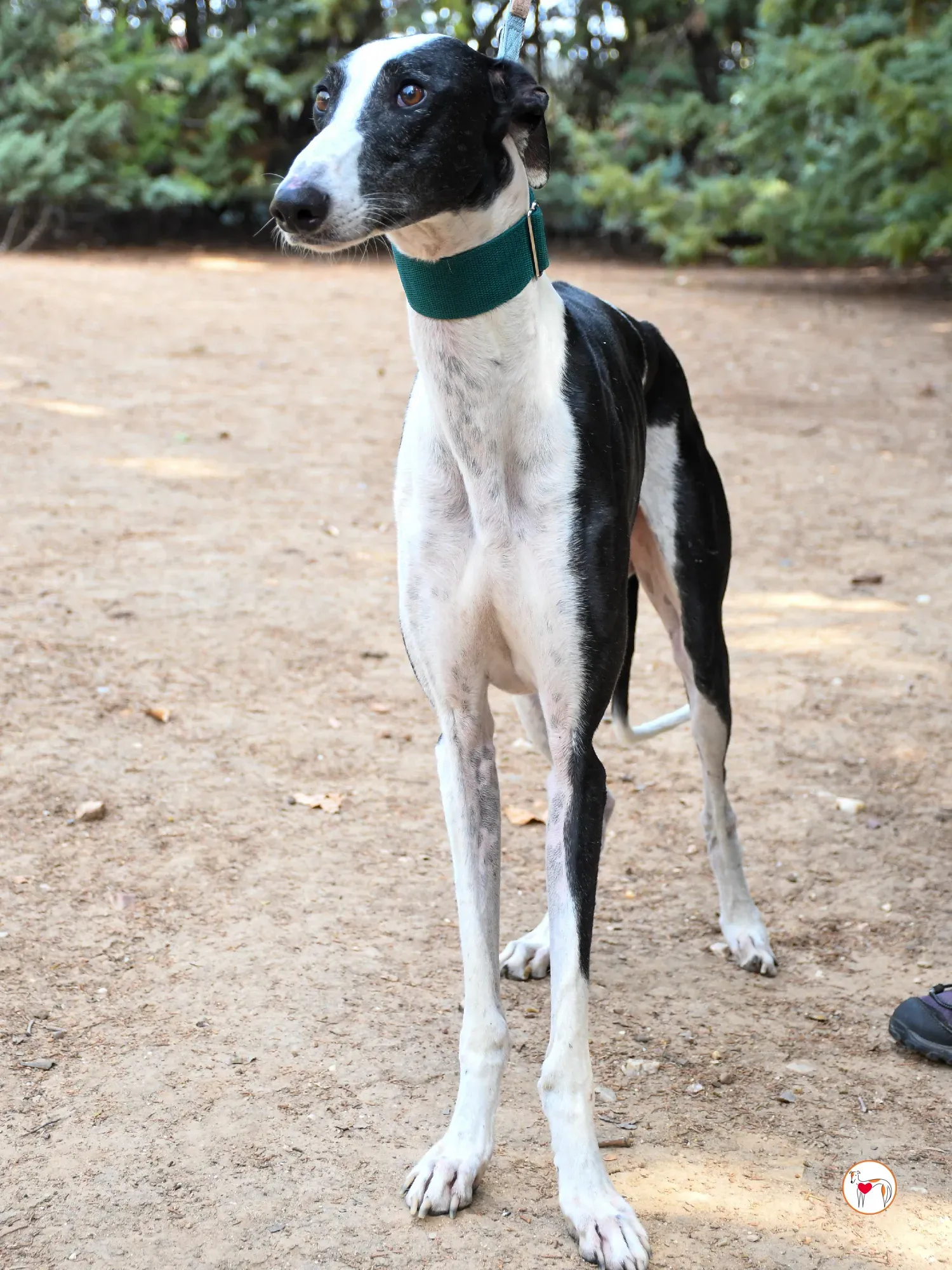 neo galgo adozione 07