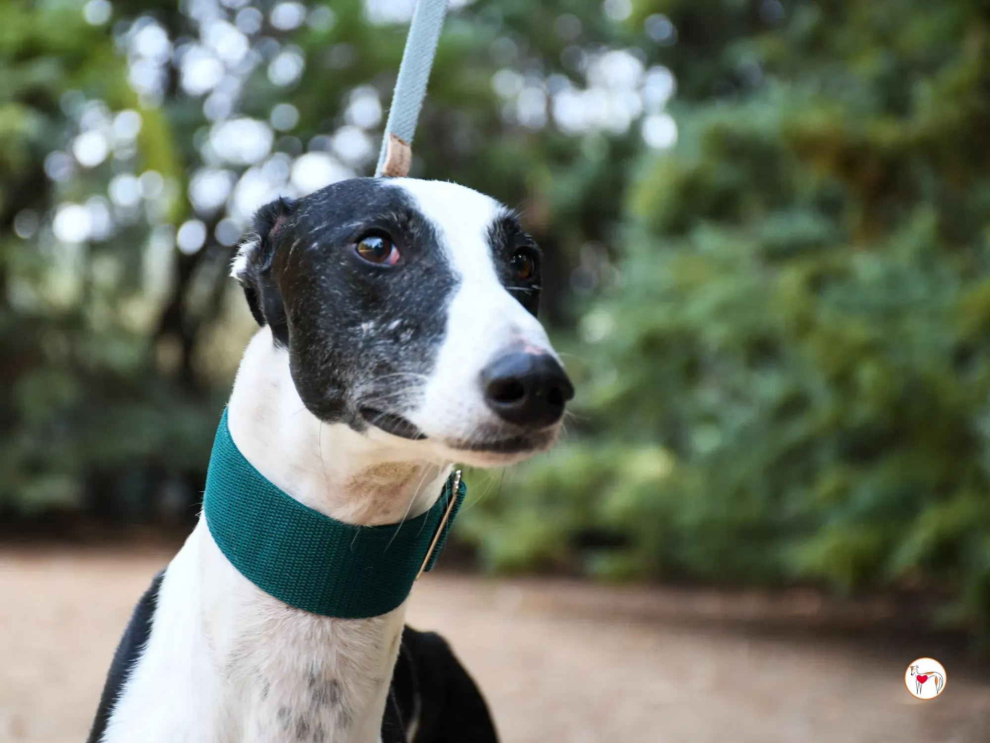 neo galgo adozione 08