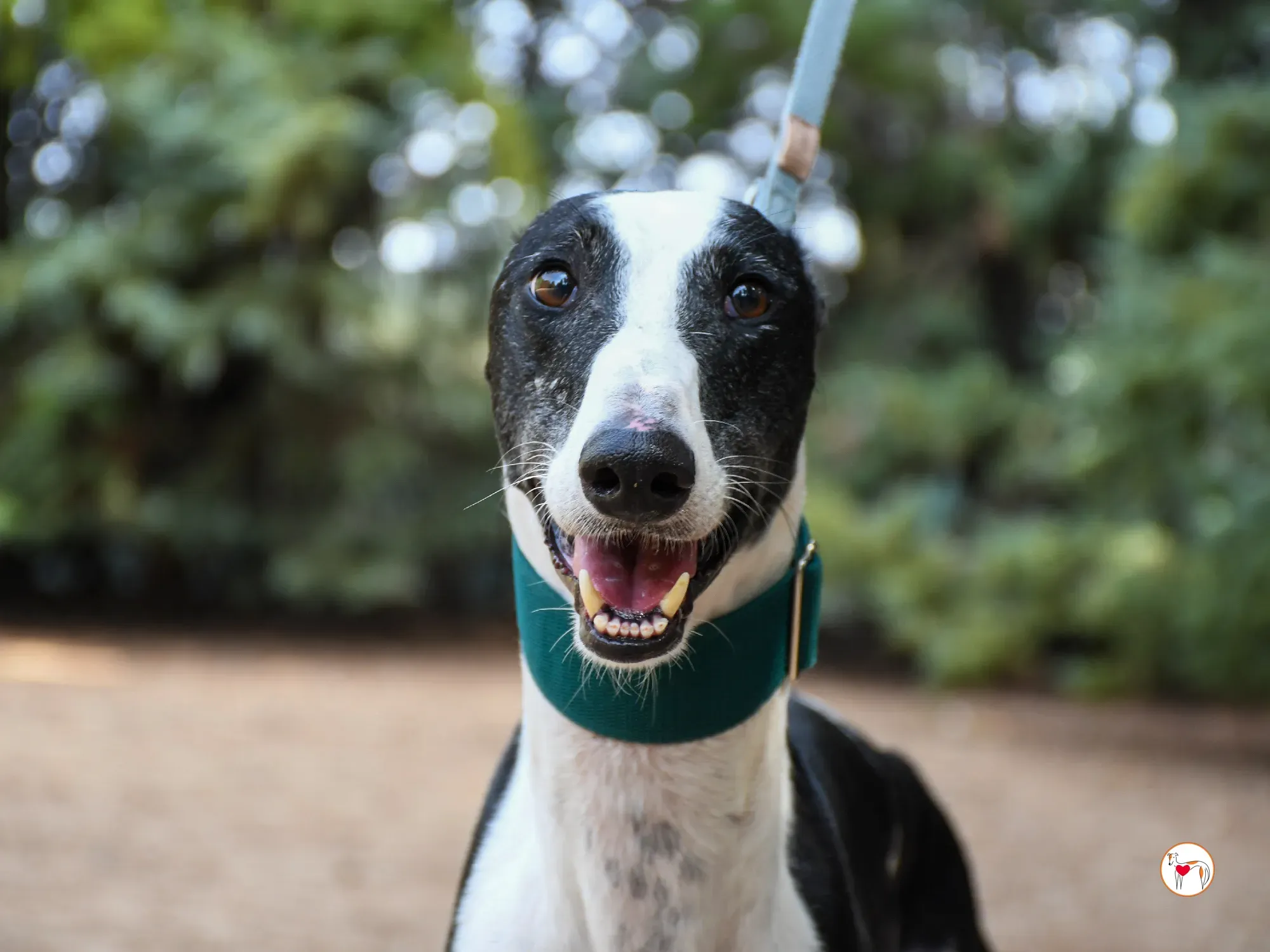 neo galgo adozione 09