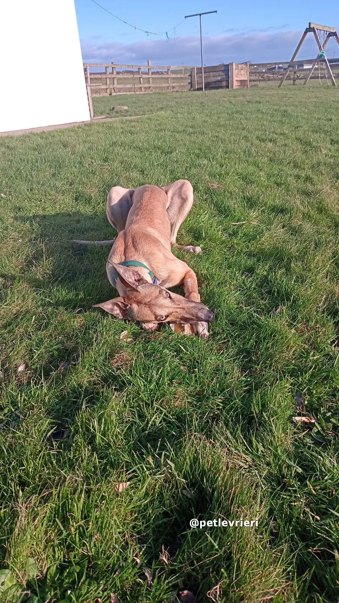 neville adozione greyhound pet levrieri 07