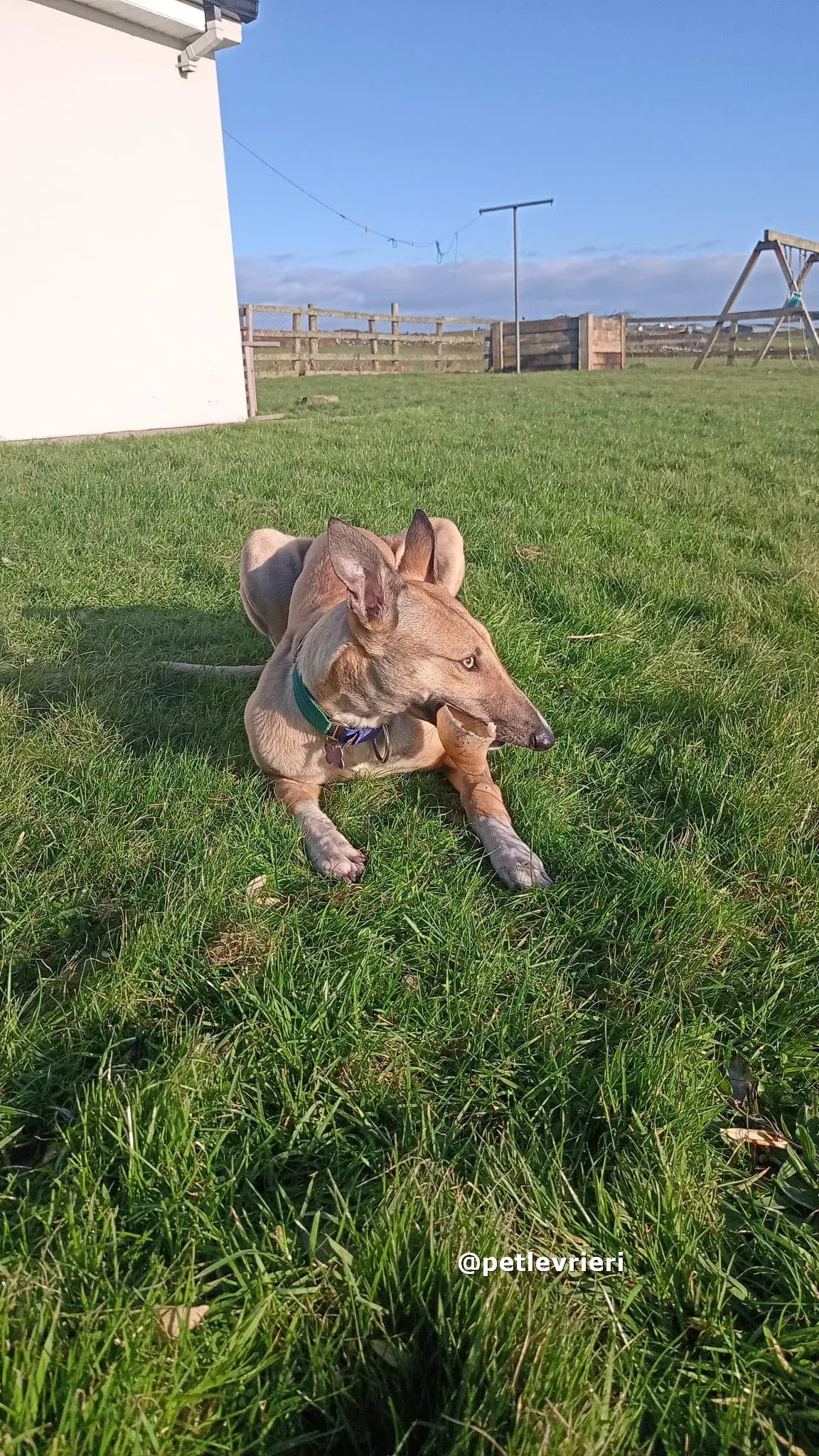 neville adozione greyhound pet levrieri 08