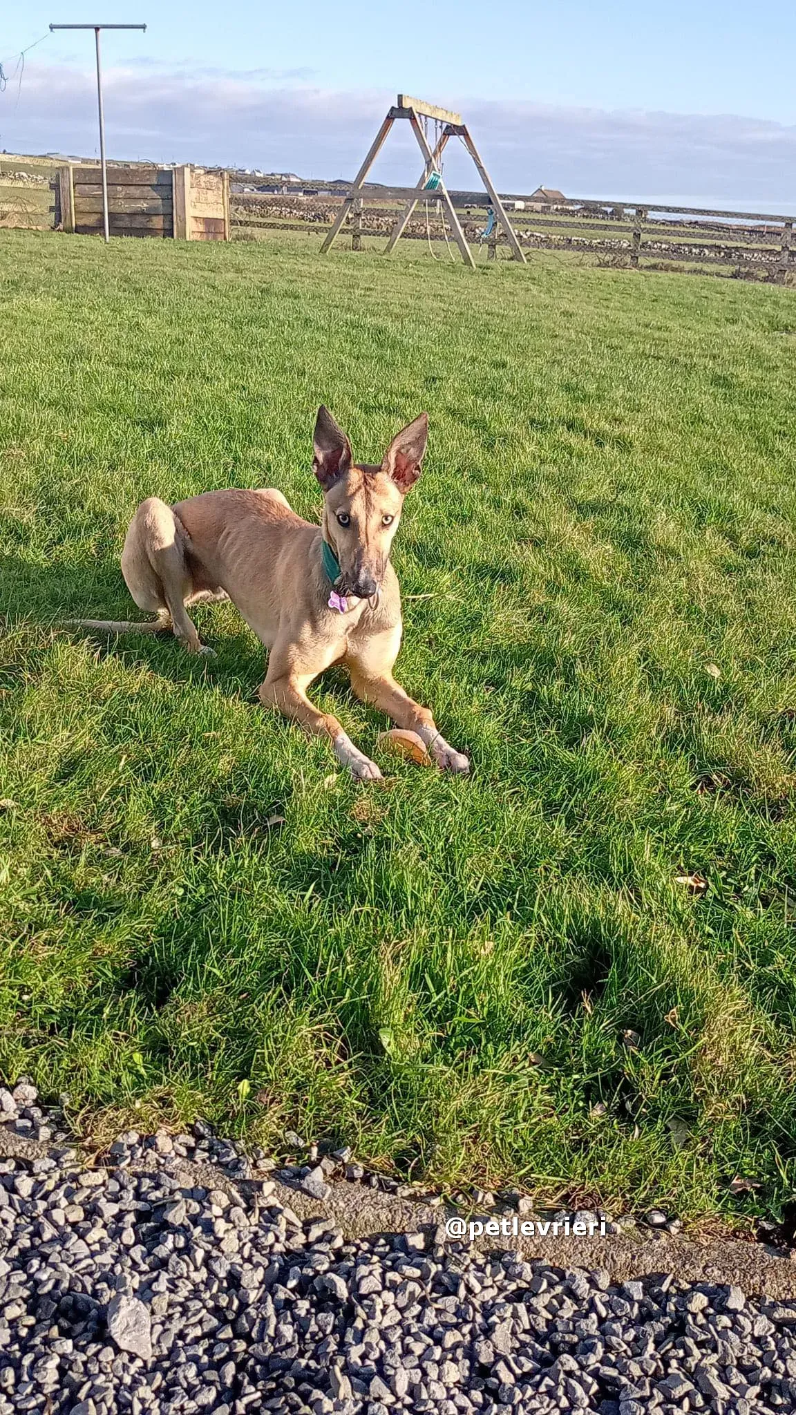 neville adozione greyhound pet levrieri 09