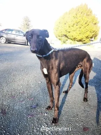 nick adozione greyhound 1