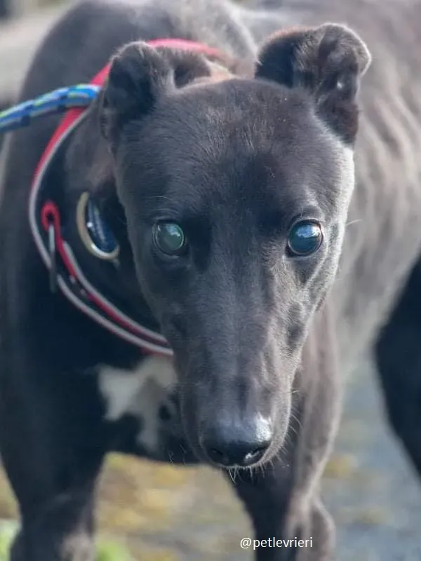 nick adozione greyhound 3