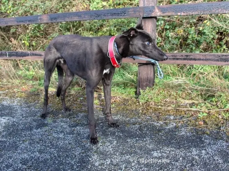 nick adozione greyhound 4